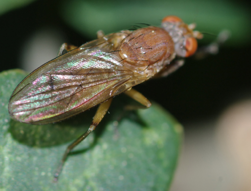 Tetanocera sp.